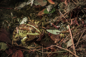 Green toad in the pond