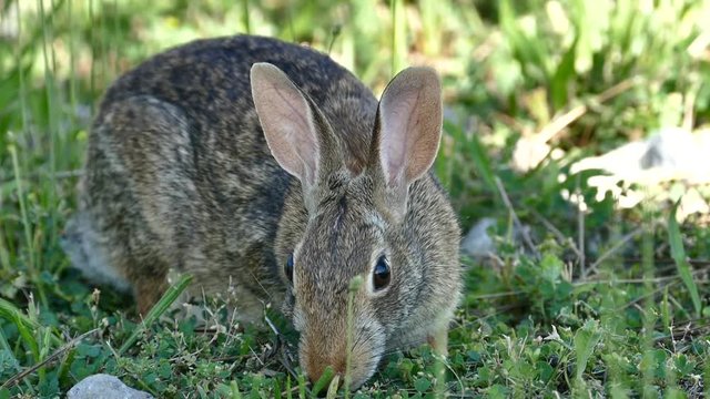  Bunny eating grass. Close up. Royalty free footage related to nature, animals, rodents., ecology, pets.