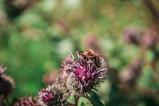 One bee close-up on flower of thistle