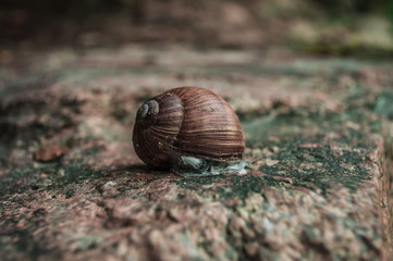 Snail hid in a brown shell