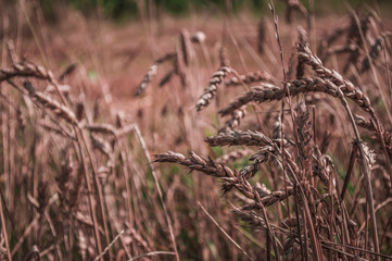 Spikelets of wheat in the field