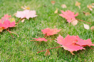 Bright  mowed green lawn grass, in which lies the dry red leaves of canadian maple
