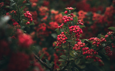 red berries with green leaves