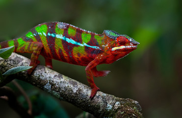 Green chameleon in the  jungle