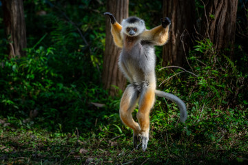 Beautiful lemur in the wild, Madagascar