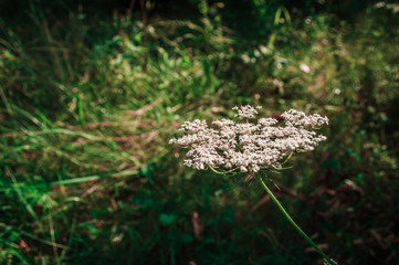 Wild carrot on green field