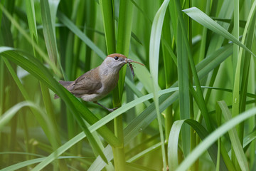 Eurasian Blackcap female with Insects in Beak ( Sylvia atricapilla )