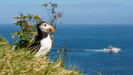 Puffins