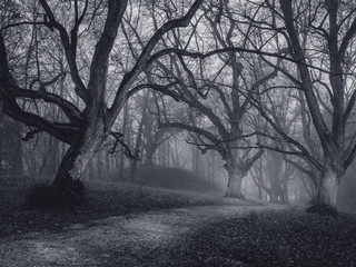 Spooky dark forest scene with dark and creepy looking trees lining a dark path at a winters night.