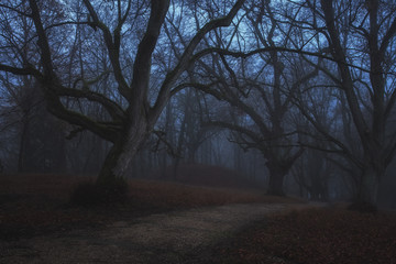 Spooky dark forest scene with dark and creepy looking trees lining a dark path at a winters night.