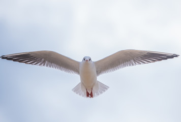 Seagull in flight