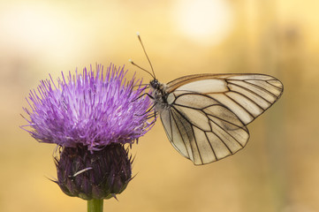 Aporia crataegi black veined white precious white butterfly with black venation ridding in purple...