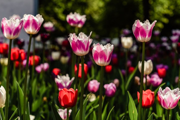 Fototapeta premium Colorful tulips in the Park garden in spring in Sunny weather