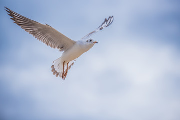 Seagull in flight
