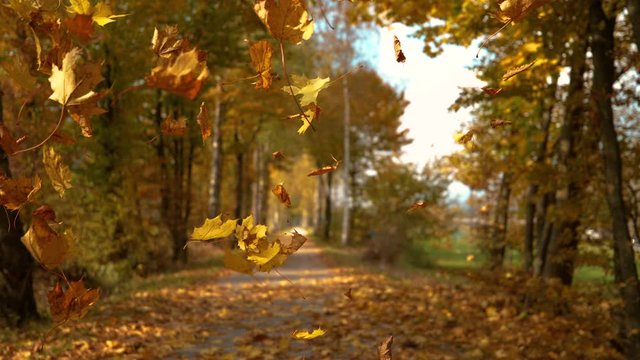 SLOW MOTION, CLOSE UP, DOF: Gorgeous turning leaves falling down from the treetops in an idyllic park. Cinematic shot of golden tree leaves falling onto a scenic avenue on a sunny day in October.