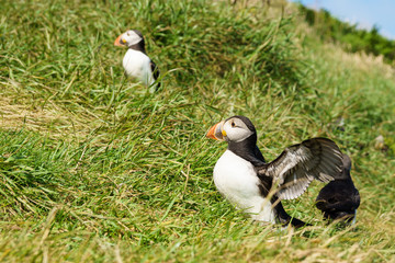 Puffins