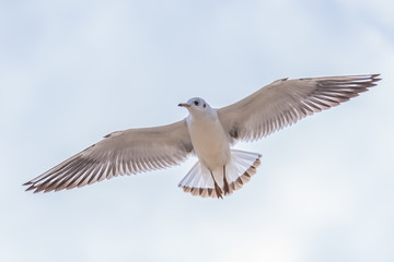 Obraz premium Seagull in flight