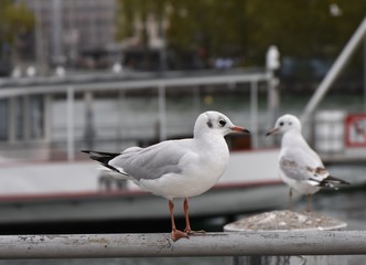 Two seagulls at the lake Zurich in autumn.