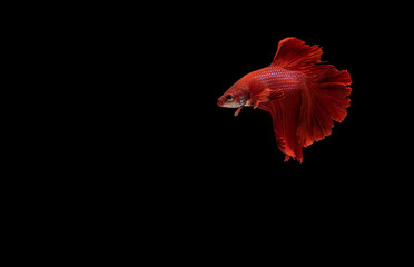 Red Siamese fighting fish  (Betta)  isolated on black background with clipping path