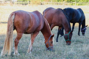 drei braune Pferde grasen auf einer Koppel