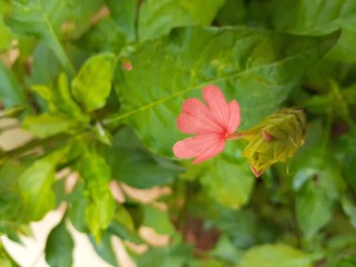 red flower in the garden