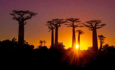 Silhouette of Baobab trees in Madagascar - obrazy, fototapety, plakaty