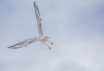 Seagull in flight