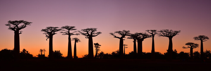 Silhouette of Baobab trees in Madagascar