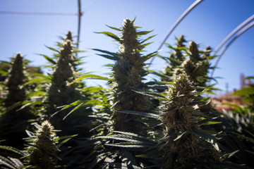 Cannabis Plants Growing in Garden