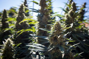 Cannabis Plants Growing in Garden