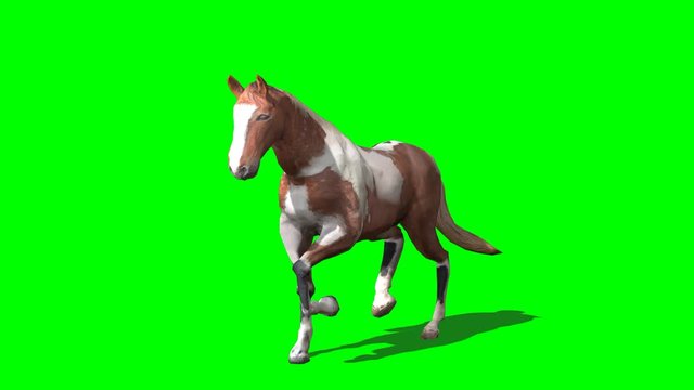 3D rendering of Dapple-trot Horse on green screen