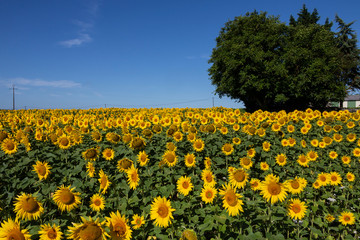 Sunflowers - Dordogne - France