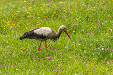 A stork in a swampy place in search of food.