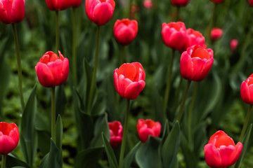 Fototapeta na wymiar Pink tulips in the Park garden in spring in Sunny weather