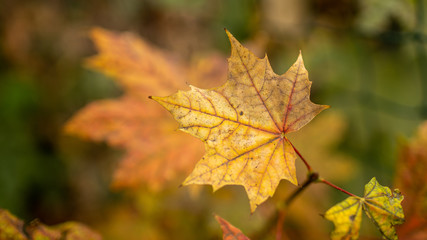 Fototapeta na wymiar Bright red maple leaves in autumn close-up