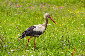 A stork in a swampy place in search of food.