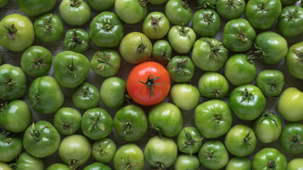 One red tomato among many green unripe ones.