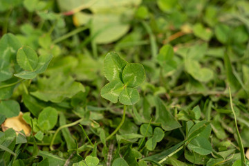 Four-leaf clover on the meadow - a symbol of luck. A rare find among the green grass of August