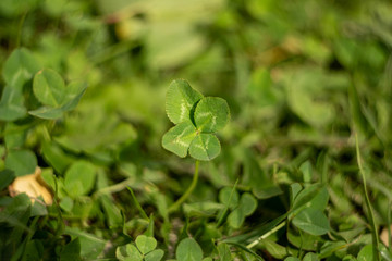 Four-leaf clover on the meadow - a symbol of luck. A rare find among the green grass of August