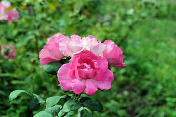 pink rose on a background of green leaves on a natural rose bush in the garden