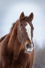 Fototapeta premium Horse