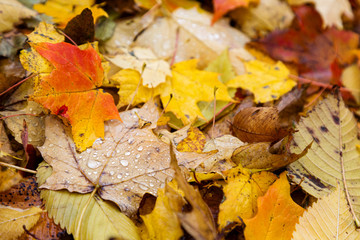 Close-up of fallen leaves on the ground on a wet and rainy November day.