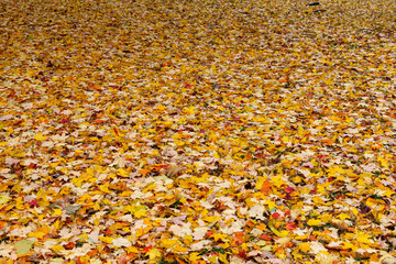 Fallen leaves on the ground on a wet and rainy November day.