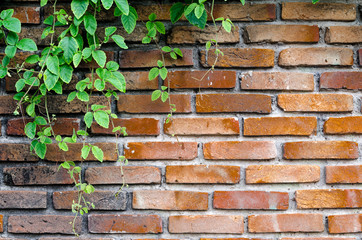 Green leaves plant on old brick wall with copy space for background , texture , copy text.