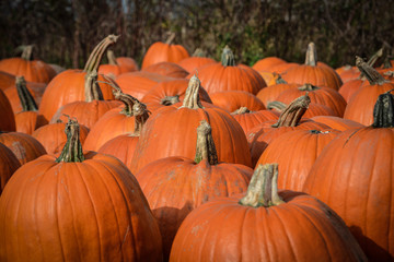 Pumkin Patch