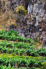Fototapeta premium banana plantation on the hill