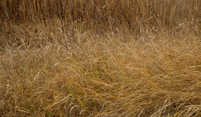 Wild Grass in Fall