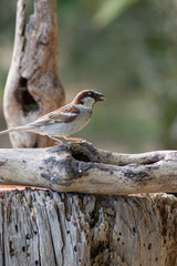 Gorri&oacute;n macho en una vieja rama