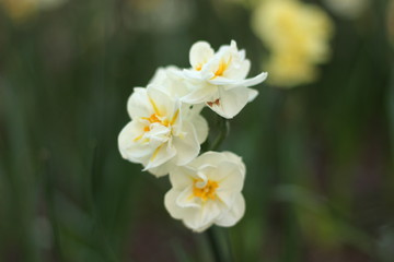 Fototapeta na wymiar Centered Minimalist White Flower