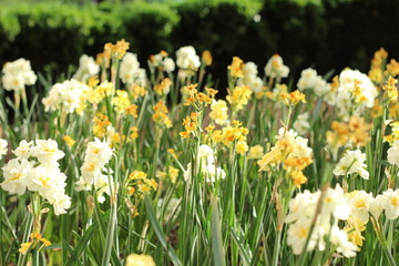Field of flowers and blades of grass